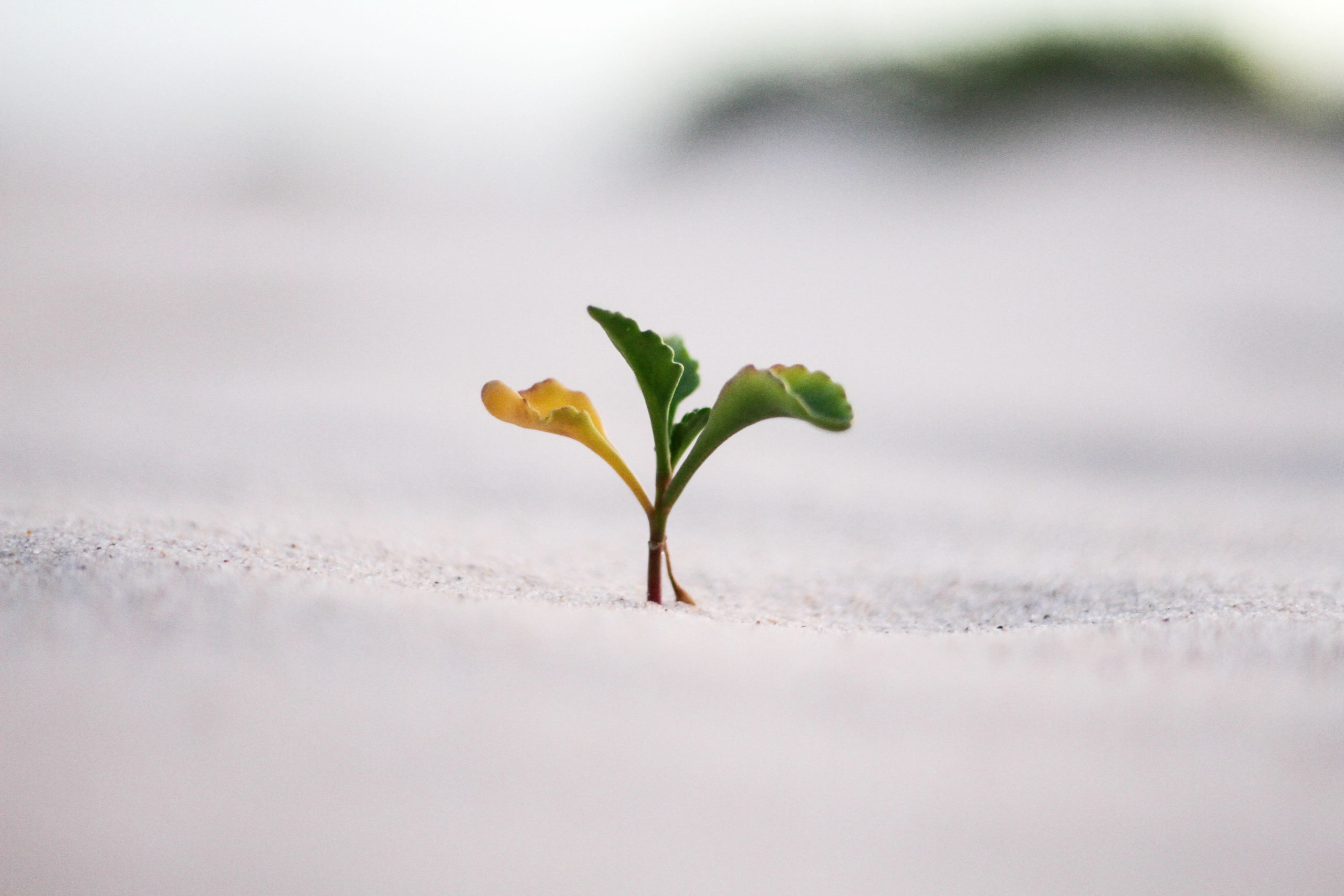 How to integrate sustainability into 2022 strategic planning