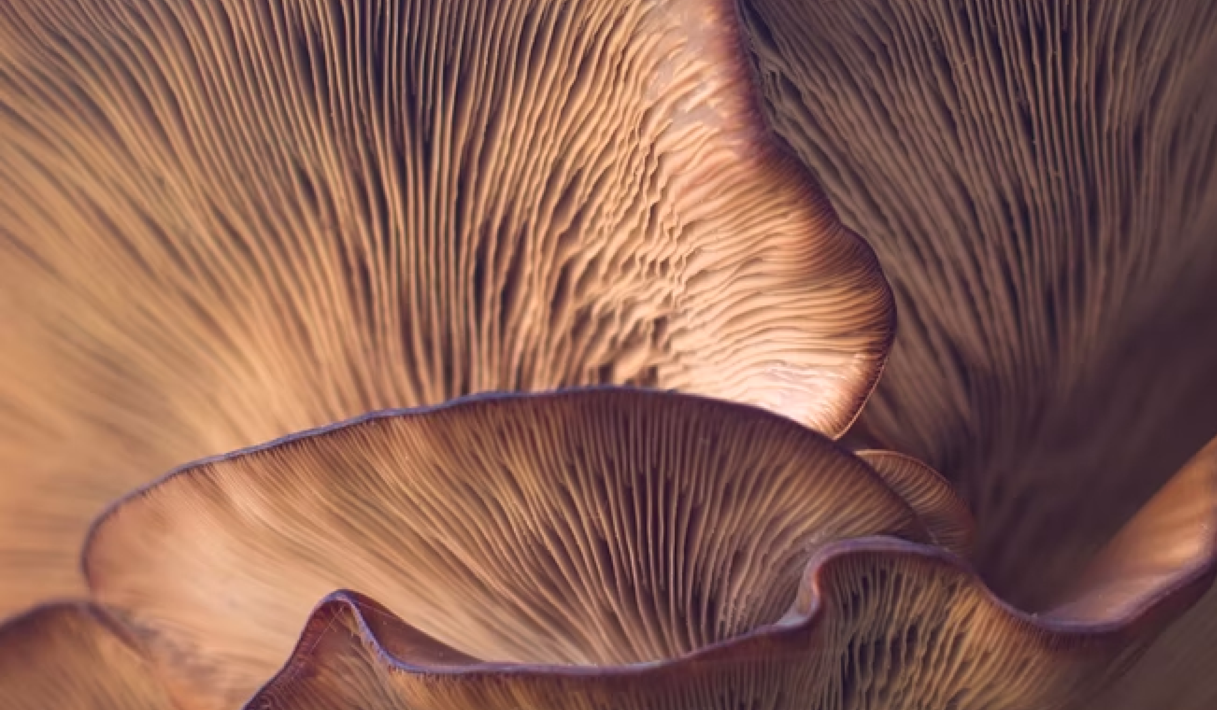 Sustainable fabrics on the spotlight, 4 solutions for a responsible fashion future